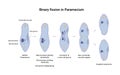 Vector illustration of binary fission of Paramecium. Educational illustration